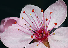 БУТИ ЛЮДИНОЮ (4)